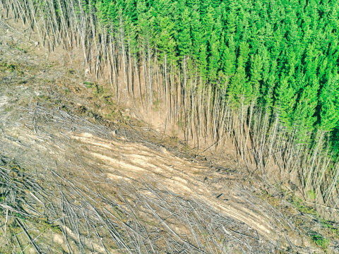 Save the forests, save the planet