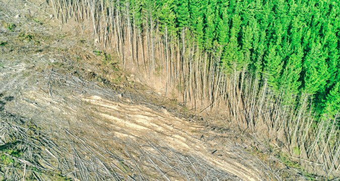 Save the forests, save the planet