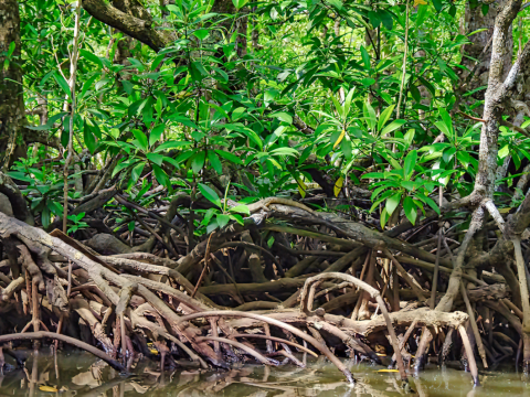 Saving the Philippines and the planet