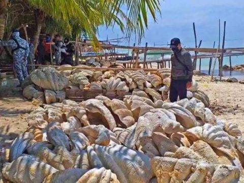 Giant clam poaching slammed by Philippine environmentalists