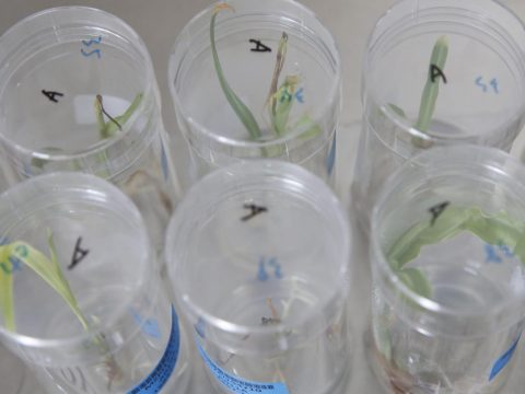 Doubts as Kenya’s government lifts ban on genetically modified food 