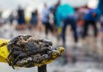 A man in Cabo de Santo Agostinnho, Brazil, with a crab covered in oil as he and others work to clean the site of an oil spill on October 20. Photo: CNS/Reuters