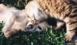 Owners urged to take better care of pets during epidemic