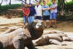 Tourists watch a Komodo dragons on Rinca Island, one of their prime habitats. Photo: UCAN/Muhammad Boe