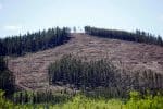 The deforested site of a proposed coal mine at Cabin Ridge, north of Blairmore, Alberta. Photo: CNS/Todd Korol, Reuters