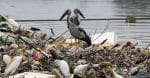 Save the biodiversity of the planet   