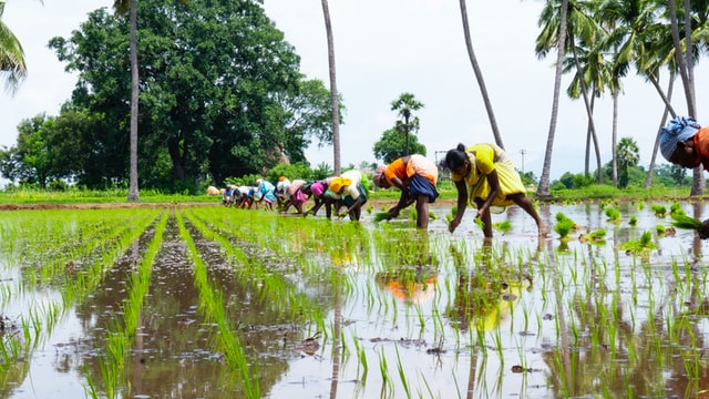 Archbishop seeks help for India’s rice farmers