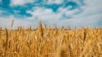 A wheatfield in Ukraine in 2018. Photo: Polina Rytova on Unsplash