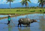 Filipino farmers demand end to rice hoarding and profiteering