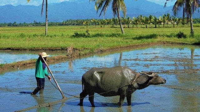 Filipino farmers demand end to rice hoarding and profiteering Filipino farmers demand end to rice hoarding and profiteering