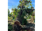 Bishop opposes tree cutting in Bohol