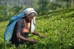 Sri Lanka’s bishops appeal on behalf of plantation workers