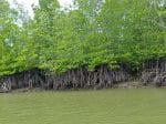 Malaysian archdiocese plants mangrove trees