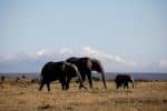 ‘Laudate Deum’ message on climate crisis reverberates in Africa