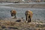 Indian Church head slams government over rising elephant attacks