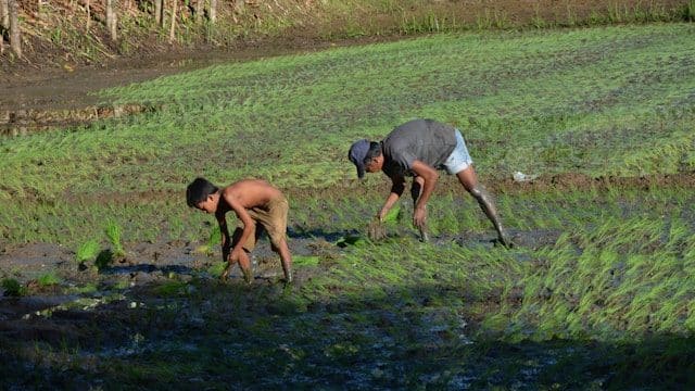 President’s policies worsened the food crisis Philippine farmers say