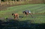 Expensive rice leads to greater hunger