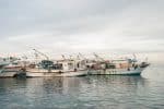 Protect fishing from predatory practices, lethal economy, cardinal says