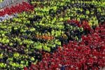 Pope Francis thanks Movement for Life for supporting ‘culture of life’