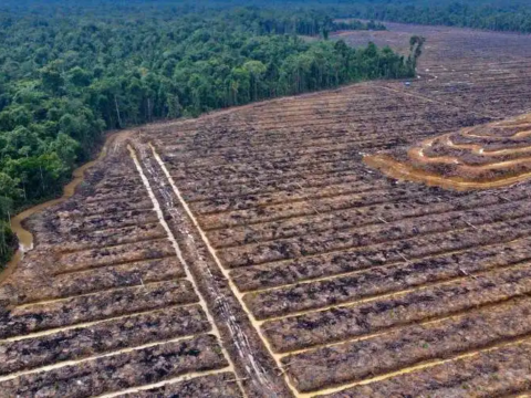 Indonesian Church and activists oppose palm oil expansion in Papua