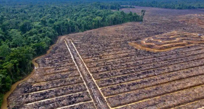 Indonesian Church and activists oppose palm oil expansion in Papua