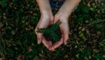 The Way and the Word Chinese and Christian paths to ecology