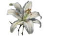 White lilies on the altar