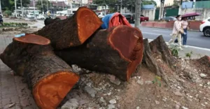 Large cut tree trunks stacked on a sidewalk beside a busy road, exposing bright orange wooden interiors.