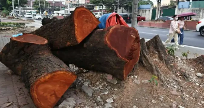 Manila tree-cutting ‘voluntarily stopped’ after Caritas Philippines decries ‘ecological violence’ of controversial expressway project Manila tree-cutting ‘voluntarily stopped’ after Caritas Philippines decries ‘ecological violence’ of controversial expressway project