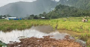 Flooded rice paddies with green shoots, a rural village, and forested hills in the distance.