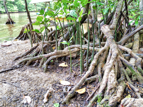 The destruction of God’s creation in Palawan The destruction of God’s creation in Palawan