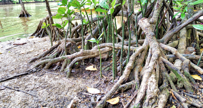 The destruction of God’s creation in Palawan